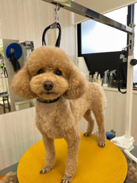 ポコちゃん🐶
ププちゃんが気に入ったみたいで追いかけたり遊びに誘ったりしていました☺️
お散歩トレーニングでは頑張って自分のペースで歩いていました✨️
🐾🐶愛犬のお悩みご相談ください🐶🐾
@kenkohmura_official
 ↑フォロー待ってます↑

〒955-0091 新潟県三条市上須頃大割４２８−１
☎︎ 0256-35-2571
✉️ info@kenkohmura.jp
HP: https://kenkohmura.jp
LINE: https://lin.ee/7LIz5sb

#犬幸村#犬の幼稚園 #吠える噛む #犬のしつけ #トイレ
 トイプードル トイプードル大好き トイプードル可愛い