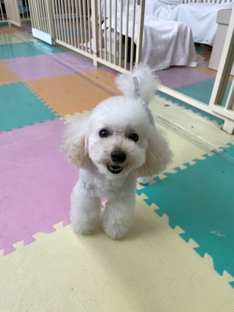 こむぎちゃん🐶
⁡
今日は、カメラ目線でにっこり笑った可愛い写真が撮れました！😁
また、スタッフが近くに来ると「抱っこしてよー！」とぴょんぴょんしてアピールしていました！😆
⁡
🐾🐶愛犬のお悩みご相談ください🐶🐾
@kenkohmura_official
↑フォロー待ってます↑

☎︎ 0〒955-0091 新潟県三条市上須頃大割４２８−１256-35-2571
✉️ info@kenkohmura.jp
HP: https://kenkohmura.jp
LINE: https://lin.ee/7LIz5sb

#犬幸村#犬の幼稚園 #吠える、噛む #犬のしつけ #トイレ トイプードル トイプードル可愛い トイプードル大好き