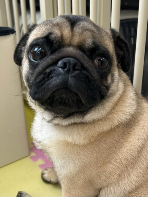 ブーちゃん🐶
ニコペットにいるチワワちゃんやポメラニアンちゃんが気に入ったみたいで走り回ったりしながら楽しそうに遊んでいました😆
🐾🐶愛犬のお悩みご相談ください🐶🐾
@kenkohmura_official
 ↑フォロー待ってます↑

〒955-0091 新潟県三条市上須頃大割４２８−１
☎︎ 0256-35-2571
✉️ info@kenkohmura.jp
HP: https://kenkohmura.jp
LINE: https://lin.ee/7LIz5sb

#犬幸村#犬の幼稚園 #吠える噛む #犬のしつけ #トイレ
 パグ パグ可愛い パグ大好き