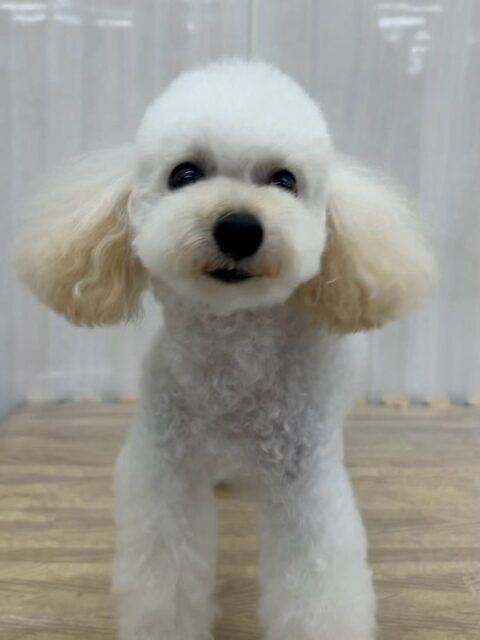 こむぎちゃん🐶
ニコペットにいる子達に遊びに誘われていてしつこいとやめて！と叱っていました✨️
スタッフに撫でて〜と甘えたりしていました😊
🐾🐶愛犬のお悩みご相談ください🐶🐾
@kenkohmura_official
 ↑フォロー待ってます↑

〒955-0091 新潟県三条市上須頃大割４２８−１
☎︎ 0256-35-2571
✉️ info@kenkohmura.jp
HP: https://kenkohmura.jp
LINE: https://lin.ee/7LIz5sb

#犬幸村#犬の幼稚園 #吠える噛む #犬のしつけ #トイレ
 トイプードル トイプードル大好き トイプードル可愛い