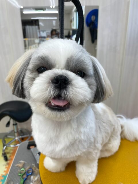 マルちゃん🐶
本日も朝から夕方まで一生懸命走り回ったり、激しすぎるワンプロを仕掛けあったりして楽しそうに過ごしていました🤭
夕方には限界が来たようでまったりゆっくり過ごしていました😴

🐾🐶愛犬のお悩みご相談ください🐶🐾
@kenkohmura_official
 ↑フォロー待ってます↑

〒955-0091 新潟県三条市上須頃大割４２８−１
☎︎ 0256-35-2571
✉️ info@kenkohmura.jp
HP: https://kenkohmura.jp
LINE: https://lin.ee/7LIz5sb

#犬幸村#犬の幼稚園 #吠える、噛む #犬のしつけ #トイレ
シーズーシーズー可愛いシーズー倶楽部シーズー可愛いすぎる