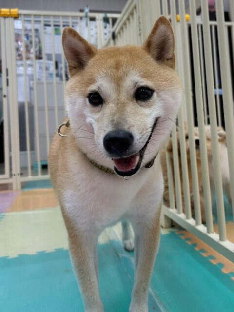寅丸ちゃん🐶
あんずちゃんが他の子にしつこく誘ったりしてると、寅丸ちゃんが止めに入ってくれてお兄ちゃんしていました😄
歯磨きトレーニング開始して1年11ヶ月経過しました🦷🪥✨
これからも頑張りましょう！！
🐾🐶愛犬のお悩みご相談ください🐶🐾
@kenkohmura_official
 ↑フォロー待ってます↑

〒955-0091 新潟県三条市上須頃大割４２８−１
☎︎ 0256-35-2571
✉️ info@kenkohmura.jp
HP: https://kenkohmura.jp
LINE: https://lin.ee/7LIz5sb

#犬幸村#犬の幼稚園 #吠える噛む #犬のしつけ #トイレ
 豆柴 豆柴可愛い 豆柴大好き