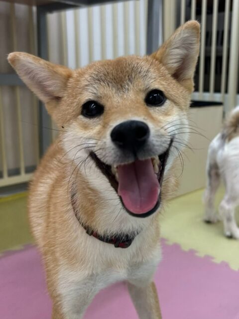 あんずちゃん🐶
仲良しのニコペットにいる柴犬ちゃんと激しく遊んだり、ベンや寅丸ちゃんに叱られていたりしていました😁
お散歩トレーニングではまだ引っ張りがありましたが頑張っていました✨️
🐾🐶愛犬のお悩みご相談ください🐶🐾
@kenkohmura_official
 ↑フォロー待ってます↑

〒955-0091 新潟県三条市上須頃大割４２８−１
☎︎ 0256-35-2571
✉️ info@kenkohmura.jp
HP: https://kenkohmura.jp
LINE: https://lin.ee/7LIz5sb

#犬幸村#犬の幼稚園 #吠える噛む #犬のしつけ #トイレ
 柴犬 柴犬大好き 柴犬可愛い