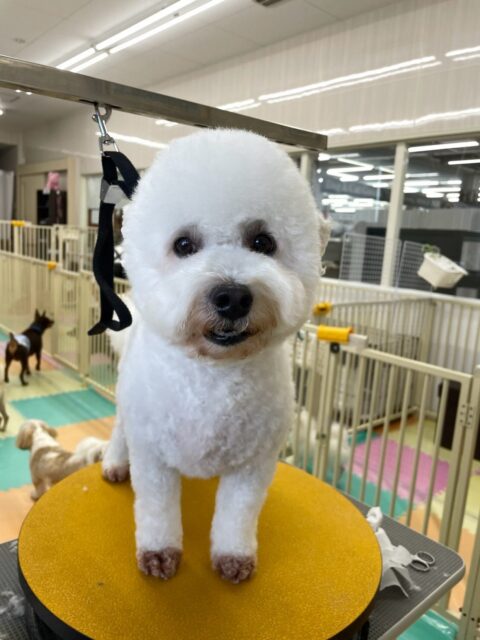 よもぎちゃん🐶
朝からいろんな子達に匂いを嗅がれたり、自分から匂いを嗅ぎに行ったりしてコミュニケーションをとっていました🤭
🐾🐶愛犬のお悩みご相談ください🐶🐾
@kenkohmura_official
↑フォロー待ってます↑
〒955-0091 新潟県三条市上須頃大割428−1
☎︎ 0256-35-2571
✉️ info@kenkohmura.jp
HP: https://kenkohmura.jp
LINE: https://lin.ee/7LIz5sb
#犬幸村#犬の幼稚園 #吠える、噛む #犬のしつけ #トイレ
ミックスミックス犬ミックス犬可愛いすぎるミックス犬大好きミックス犬倶楽部
