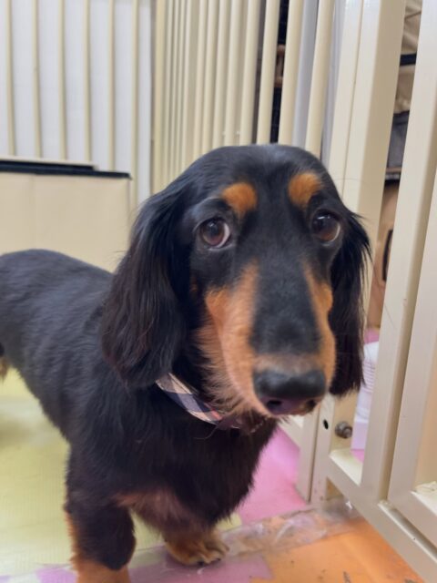 クッキーちゃん🐶
ニコペットにいる子達と挨拶したり遊びに誘われていました😊
お散歩トレーニング頑張って歩いていました🙌
🐾🐶愛犬のお悩みご相談ください🐶🐾
@kenkohmura_official
 ↑フォロー待ってます↑

〒955-0091 新潟県三条市上須頃大割４２８−１
☎︎ 0256-35-2571
✉️ info@kenkohmura.jp
HP: https://kenkohmura.jp
LINE: https://lin.ee/7LIz5sb

#犬幸村#犬の幼稚園 #吠える噛む #犬のしつけ #トイレ
 ミニチュアダックスフンド ミニチュアダックスフンド大好き ミニチュアダックスフンド可愛い