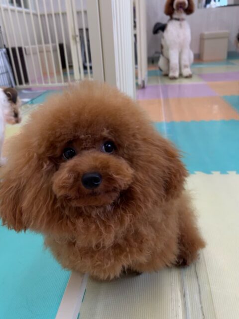 ププちゃん🐶
仲良しのチワワちゃんと楽しそうに遊んでいました😁
お散歩トレーニングでは飼い主さんと一緒に行きました！
上手にお散歩できていました👏
🐾🐶愛犬のお悩みご相談ください🐶🐾
@kenkohmura_official
 ↑フォロー待ってます↑

〒955-0091 新潟県三条市上須頃大割４２８−１
☎︎ 0256-35-2571
✉️ info@kenkohmura.jp
HP: https://kenkohmura.jp
LINE: https://lin.ee/7LIz5sb

#犬幸村#犬の幼稚園 #吠える噛む #犬のしつけ #トイレ
 トイプードル トイプードル可愛い トイプードル大好き