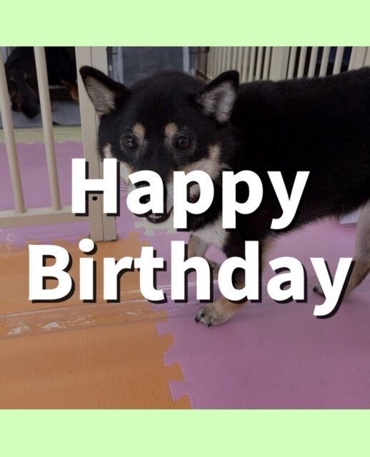 ちょこちゃん🐶
お誕生日おめでとうございます🎂💕
BOSSちゃんと激しくおしゃべりしたり、ベンと遊んだりしていました😊
🐾🐶愛犬のお悩みご相談ください🐶🐾
@kenkohmura_official
↑フォロー待ってます↑
〒955-0091 新潟県三条市上須頃大割428−1
☎︎ 0256-35-2571
✉️ info@kenkohmura.jp
HP: https://kenkohmura.jp
LINE: https://lin.ee/7LIz5sb
#犬幸村#犬の幼稚園 #吠える噛む #犬のしつけ #トイレ
柴犬 柴犬可愛い 柴犬大好き