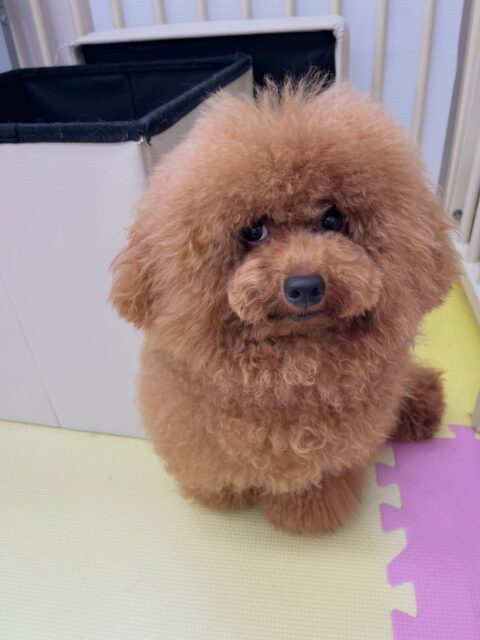 ププちゃん🐶
大好きなチワワちゃんと楽しそうに遊んだり、ポコちゃんに遊びに誘われていたりしていました😆
お散歩トレーニング楽しそうに歩いていました🎶
🐾🐶愛犬のお悩みご相談ください🐶🐾
@kenkohmura_official
 ↑フォロー待ってます↑

〒955-0091 新潟県三条市上須頃大割４２８−１
☎︎ 0256-35-2571
✉️ info@kenkohmura.jp
HP: https://kenkohmura.jp
LINE: https://lin.ee/7LIz5sb

#犬幸村#犬の幼稚園 #吠える噛む #犬のしつけ #トイレ
 トイプードル トイプードル可愛い トイプードル大好き