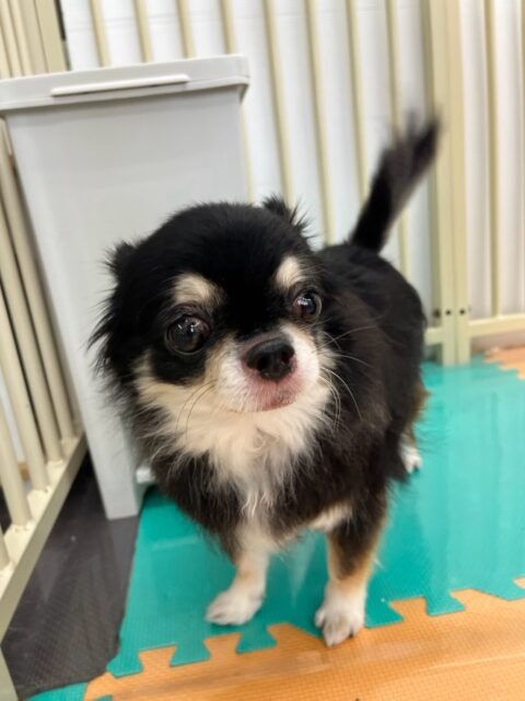 こまめちゃん&チーノちゃん🐶
こまめちゃんは、スタッフの後を追いかけたり、自分からマロンちゃんの匂いを嗅ぎに行ったりしていました!😊
チーノちゃんは、スタッフに撫でてもらっていたり、自分から他の子の匂いを嗅ぎに行っていました!😁
🐾🐶愛犬のお悩みご相談ください🐶🐾
@kenkohmura_official
↑フォロー待ってます↑
☎︎ 0〒955-0091 新潟県三条市上須頃大割428−1256-35-2571
✉️ info@kenkohmura.jp
HP: https://kenkohmura.jp
LINE: https://lin.ee/7LIz5sb
#犬幸村#犬の幼稚園 #吠える、噛む #犬のしつけ #トイレ チワワ チワワ可愛い チワワとの暮らし