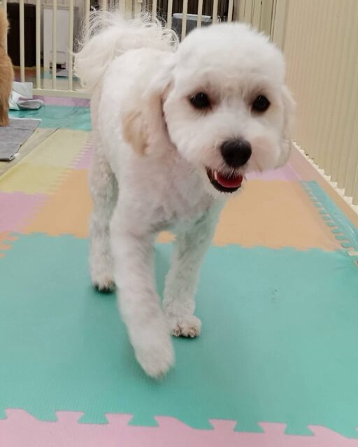 ふうちゃん🐶
本日は朝からバロンちゃんや、モカちゃん、ププちゃん達と走り回ったり、みんなで激しすぎるワンプロを仕掛けあったりして楽しく過ごしていました🤭
🐾🐶愛犬のお悩みご相談ください🐶🐾
@kenkohmura_official
↑フォロー待ってます↑
〒955-0091 新潟県三条市上須頃大割428−1
☎︎ 0256-35-2571
✉️ info@kenkohmura.jp
HP: https://kenkohmura.jp
LINE: https://lin.ee/7LIz5sb
#犬幸村#犬の幼稚園 #吠える、噛む #犬のしつけ #トイレ
ミックスミックス犬ミックス犬可愛いミックス犬倶楽部ミックス犬可愛いすぎる