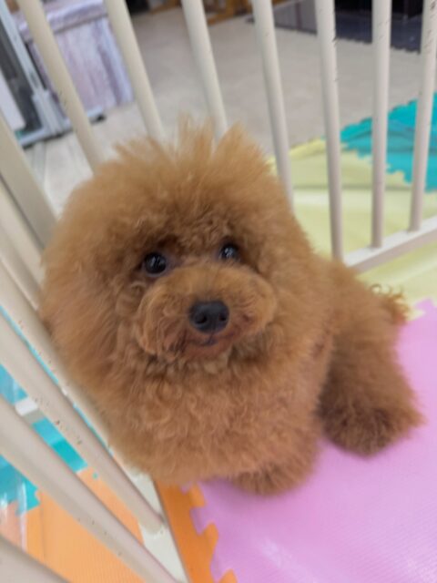 ププちゃん🐶
本日はあんずちゃんやモカちゃん達と走り回ったり、ふうちゃんとワンプロを仕掛けあったりして楽しそうに過ごしていました🤭
🐾🐶愛犬のお悩みご相談ください🐶🐾
@kenkohmura_official
↑フォロー待ってます↑
〒955-0091 新潟県三条市上須頃大割428−1
☎︎ 0256-35-2571
✉️ info@kenkohmura.jp
HP: https://kenkohmura.jp
LINE: https://lin.ee/7LIz5sb
#犬幸村#犬の幼稚園 #吠える、噛む #犬のしつけ #トイレ
トイプートイプー可愛いトイプー倶楽部トイプー大好きトイプー可愛いすぎる