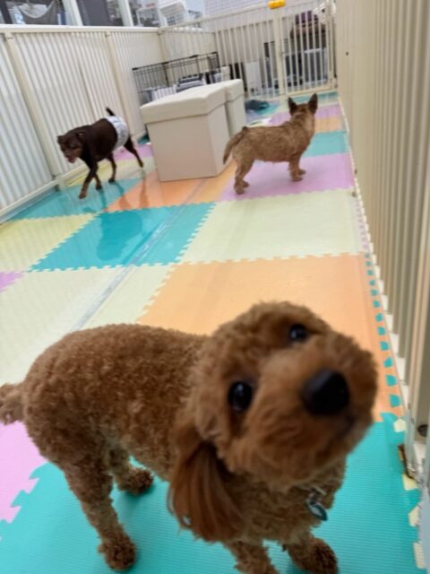 モカちゃん🐶
本日歯磨きトレーニングを開始して7ヶ月が経ちました🦷
歯の状態はさらに綺麗になってきています‼️このまま継続を意識して歯磨きトレーニングを頑張りましょう✊
園内ではププちゃんやふうちゃん、とらのすけちゃん達と走り回ったり、激しいワンプロを仕掛けあったりして楽しく過ごしていました🤭
🐾🐶愛犬のお悩みご相談ください🐶🐾
@kenkohmura_official
↑フォロー待ってます↑
〒955-0091 新潟県三条市上須頃大割428−1
☎︎ 0256-35-2571
✉️ info@kenkohmura.jp
HP: https://kenkohmura.jp
LINE: https://lin.ee/7LIz5sb
#犬幸村#犬の幼稚園 #吠える、噛む #犬のしつけ #トイレ
トイプートイプー可愛いトイプー倶楽部トイプー大好きトイプー可愛いすぎる