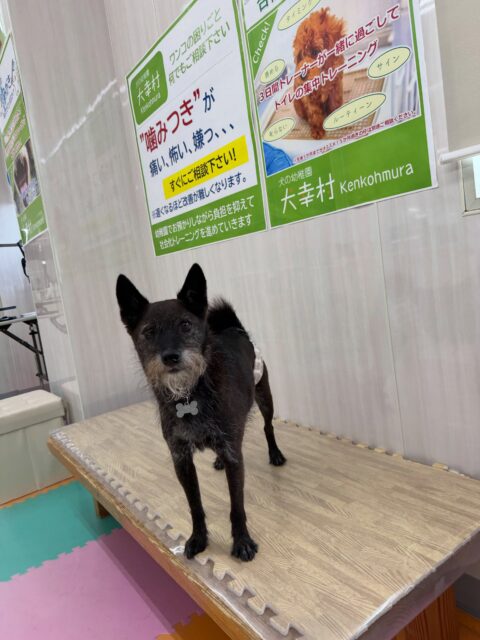 小乃輔ちゃん🐶
本日歯磨きトレーニングを開始して2年1ヶ月が経ちました
歯の状態はかなり綺麗にキープできています‼️このまま継続を意識していきましょう✊
園内ではとらのすけちゃんやあんずちゃん達と激しいお話し合いをしながら、スタッフに構って攻撃をたくさん仕掛けてくれました🤣
🐾🐶愛犬のお悩みご相談ください🐶🐾
@kenkohmura_official
↑フォロー待ってます↑
〒955-0091 新潟県三条市上須頃大割428−1
☎︎ 0256-35-2571
✉️ info@kenkohmura.jp
HP: https://kenkohmura.jp
LINE: https://lin.ee/7LIz5sb
#犬幸村#犬の幼稚園 #吠える、噛む #犬のしつけ #トイレ
ミックスミックス犬ミックス犬可愛いすぎるミックス犬大好き