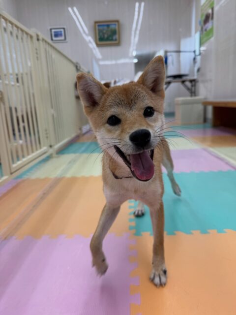 あんずちゃん🐶
本日も朝から夕方までずーっと遊び回っていて流石の体力でした🤭自分よりも体の大きい子達にも果敢に遊びを誘って激しいワンプロを繰り広げていました👍
🐾🐶愛犬のお悩みご相談ください🐶🐾
@kenkohmura_official
↑フォロー待ってます↑
〒955-0091 新潟県三条市上須頃大割428−1
☎︎ 0256-35-2571
✉️ info@kenkohmura.jp
HP: https://kenkohmura.jp
LINE: https://lin.ee/7LIz5sb
#犬幸村#犬の幼稚園 #吠える、噛む #犬のしつけ #トイレ
柴犬柴犬可愛い柴犬大好き柴犬倶楽部柴犬可愛いすぎる
