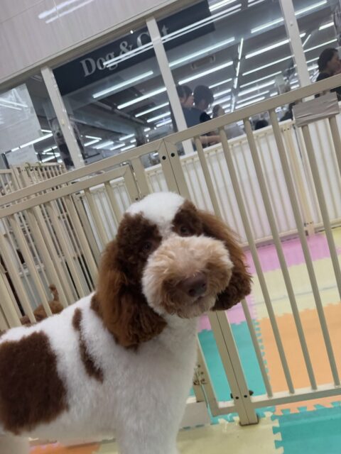 バロンちゃん🐶
本日は朝からあんずちゃんや小乃輔ちゃん達と激しいワンプロを仕掛けあったり、園内を走り回ったりして非常に楽しそうに過ごしていました🤭
🐾🐶愛犬のお悩みご相談ください🐶🐾
@kenkohmura_official
↑フォロー待ってます↑
〒955-0091 新潟県三条市上須頃大割428−1
☎︎ 0256-35-2571
✉️ info@kenkohmura.jp
HP: https://kenkohmura.jp
LINE: https://lin.ee/7LIz5sb
#犬幸村#犬の幼稚園 #吠える、噛む #犬のしつけ #トイレ
スタンダードプードルスタンダードプードル可愛いスタンダードプードル倶楽部スタンダードプードル大好き