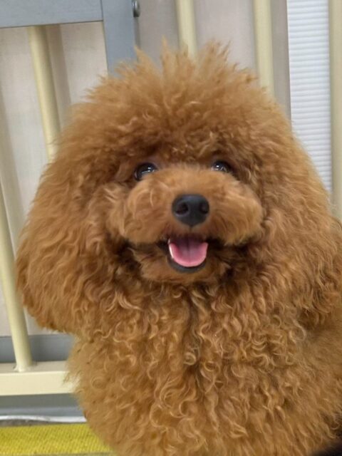 ププちゃん🐶
本日もお昼ぐらいからみんなとはしゃぎ出して、園内を走り回ってみたり、楽しそうに激しすぎるワンプロを繰り広げていたりして過ごしていました👍

🐾🐶愛犬のお悩みご相談ください🐶🐾
@kenkohmura_official
 ↑フォロー待ってます↑

〒955-0091 新潟県三条市上須頃大割４２８−１
☎︎ 0256-35-2571
✉️ info@kenkohmura.jp
HP: https://kenkohmura.jp
LINE: https://lin.ee/7LIz5sb

#犬幸村#犬の幼稚園 #吠える、噛む #犬のしつけ #トイレ
トイプートイプー可愛いトイプー倶楽部トイプー大好きトイプー可愛いすぎる