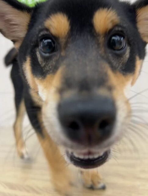 初来園のももちゃん🐶
本日から歯磨きトレーニングを開始しました！
歯の状態はかなり綺麗なので汚れをつけないように頑張っていきましょう✊

園内では朝からかなり元気に走り回ったり、みんなを引き連れて追いかけっこをしたりして、初来園なのにすぐにみんなと仲良くなれて楽しそうに過ごせていました👍

🐾🐶愛犬のお悩みご相談ください🐶🐾
@kenkohmura_official
 ↑フォロー待ってます↑

〒955-0091 新潟県三条市上須頃大割４２８−１
☎︎ 0256-35-2571
✉️ info@kenkohmura.jp
HP: https://kenkohmura.jp
LINE: https://lin.ee/7LIz5sb

#犬幸村#犬の幼稚園 #吠える、噛む #犬のしつけ #トイレ
柴犬柴犬可愛い柴犬大好き柴犬倶楽部柴犬可愛いすぎる