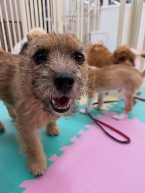 本日の鶴丸🐶
本日はペリーちゃんやももちゃん達が気に入ったようで猛アタック‼️遊びに誘ってみたり、ワンプロを仕掛けあったりして過ごしていました🙇

🐾🐶愛犬のお悩みご相談ください🐶🐾
@kenkohmura_official
 ↑フォロー待ってます↑

〒955-0091 新潟県三条市上須頃大割４２８−１
☎︎ 0256-35-2571
✉️ info@kenkohmura.jp
HP: https://kenkohmura.jp
LINE: https://lin.ee/7LIz5sb

#犬幸村#犬の幼稚園 #吠える、噛む #犬のしつけ #トイレ
ノーリッチテリアノーリッチテリア可愛いノーリッチ倶楽部ノーリッチテリア可愛いすぎる