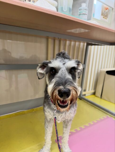 ペリーちゃん🐶
本日は朝から鶴丸やむくちゃん、ニコペットのちびっ子達と匂いを嗅ぎ合ったり、みんなと走り回ったり、ワンプロを仕掛けあったりして楽しんでいました👍

🐾🐶愛犬のお悩みご相談ください🐶🐾
@kenkohmura_official
 ↑フォロー待ってます↑

〒955-0091 新潟県三条市上須頃大割４２８−１
☎︎ 0256-35-2571
✉️ info@kenkohmura.jp
HP: https://kenkohmura.jp
LINE: https://lin.ee/7LIz5sb

#犬幸村#犬の幼稚園 #吠える、噛む #犬のしつけ #トイレ
シュナシュナウザーシュナウザー大好きシュナウザー倶楽部シュナウザー可愛いすぎる