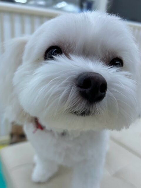 むくちゃん🐶
本日は朝からいろんな子達に匂いを嗅がれたり、挨拶をされたりして大人気‼️みんなにうまくコミュニケーションをとってくれていました👍

🐾🐶愛犬のお悩みご相談ください🐶🐾
@kenkohmura_official
 ↑フォロー待ってます↑

〒955-0091 新潟県三条市上須頃大割４２８−１
☎︎ 0256-35-2571
✉️ info@kenkohmura.jp
HP: https://kenkohmura.jp
LINE: https://lin.ee/7LIz5sb

#犬幸村#犬の幼稚園 #吠える、噛む #犬のしつけ #トイレ
ミックスミックス犬ミックス犬可愛いすぎるミックス犬大好きミックス犬倶楽部