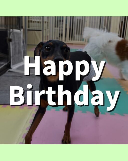 ちょこたんちゃん🐶
お誕生日おめでとうございます🎂⭐️
ふうちゃんやぽん太達と楽しそうに1日遊んでいました🎶
歯磨きトレーニング開始して1年5ヶ月経過しました🦷🪥✨
これからも汚れがつかないように歯磨き頑張りましょう！！
🐾🐶愛犬のお悩みご相談ください🐶🐾
@kenkohmura_official
 ↑フォロー待ってます↑

〒955-0091 新潟県三条市上須頃大割４２８−１
☎︎ 0256-35-2571
✉️ info@kenkohmura.jp
HP: https://kenkohmura.jp
LINE: https://lin.ee/7LIz5sb

#犬幸村#犬の幼稚園 #吠える噛む #犬のしつけ #トイレ
 ミニチュアピンシャー ミニチュアピンシャー可愛い ミニチュアピンシャー大好き
