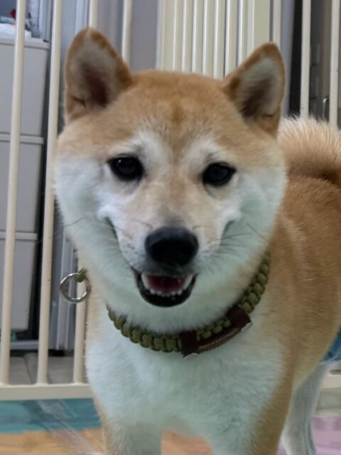 寅丸ちゃん🐶
本日はニコペットの柴犬ちゃんや鶴丸とちょっかいを出し合ったり、ワンプロを仕掛けあったり、走り回ったりして楽しんでいました🤭

🐾🐶愛犬のお悩みご相談ください🐶🐾
@kenkohmura_official
 ↑フォロー待ってます↑

〒955-0091 新潟県三条市上須頃大割４２８−１
☎︎ 0256-35-2571
✉️ info@kenkohmura.jp
HP: https://kenkohmura.jp
LINE: https://lin.ee/7LIz5sb

#犬幸村#犬の幼稚園 #吠える、噛む #犬のしつけ #トイレ
豆柴豆柴可愛い豆柴倶楽部豆柴可愛いすぎる豆柴大好き