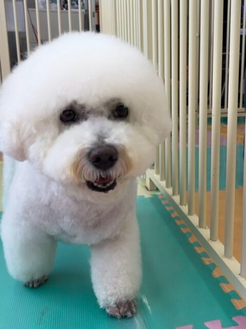 大吉ちゃん🐶
本日はいろんな子達の匂いを嗅いだり、挨拶をしたりして上手にコミュニケーションをとって過ごしていました👍
みんなのお手本になるような上手な挨拶をしてくれてお兄さんしていました👏

🐾🐶愛犬のお悩みご相談ください🐶🐾
@kenkohmura_official
 ↑フォロー待ってます↑

〒955-0091 新潟県三条市上須頃大割４２８−１
☎︎ 0256-35-2571
✉️ info@kenkohmura.jp
HP: https://kenkohmura.jp
LINE: https://lin.ee/7LIz5sb

#犬幸村#犬の幼稚園 #吠える、噛む #犬のしつけ #トイレ
ビションフリーゼビションフリーゼ可愛いビションフリーゼ倶楽部ビションフリーゼ可愛いすぎる