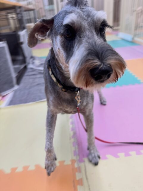 ペリーちゃん🐶
本日歯磨きトレーニングを開始して1年10ヶ月が経ちました
とっても綺麗にキープできているのでこのまま継続を意識して頑張っていきましょう✊

園内では大好きな子を見つけると一目散に寄っていってもうアピールをしていました🤭
大好きアピールをしすぎて怒られたりもしていました🤣

🐾🐶愛犬のお悩みご相談ください🐶🐾
@kenkohmura_official
 ↑フォロー待ってます↑

〒955-0091 新潟県三条市上須頃大割４２８−１
☎︎ 0256-35-2571
✉️ info@kenkohmura.jp
HP: https://kenkohmura.jp
LINE: https://lin.ee/7LIz5sb

#犬幸村#犬の幼稚園 #吠える、噛む #犬のしつけ #トイレ
シュナシュナ可愛いシュナ大好きシュナウザー倶楽部