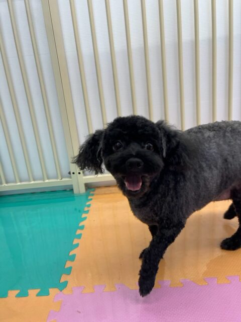 イブちゃん＆ルイちゃん🐶
本日歯磨きトレーニングを開始して1年11ヶ月が経ちました
歯の状態は少し汚れがついて来ているので継続を意識して頑張ってキープできるようにしましょう✊

園内でイブちゃんはあんずちゃんにちょっかいを出されたり、いろんな子達に匂いを嗅がれて忙しそうに過ごしていました🤭

ルイちゃんは本日も朝からかなり元気でいろんな子達に遊びを誘って、お得意の構ってアピールもたくさんして過ごしていました🤭

🐾🐶愛犬のお悩みご相談ください🐶🐾
@kenkohmura_official
 ↑フォロー待ってます↑

〒955-0091 新潟県三条市上須頃大割４２８−１
☎︎ 0256-35-2571
✉️ info@kenkohmura.jp
HP: https://kenkohmura.jp
LINE: https://lin.ee/7LIz5sb

#犬幸村#犬の幼稚園 #吠える、噛む #犬のしつけ #トイレ
トイプートイプー可愛いトイプー倶楽部トイプー可愛いすぎるトイプー大好き