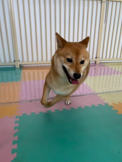 のりまきちゃん🐶
本日はあんずちゃんやモカちゃん、ププちゃん達と走り回ったりして過ごしていました🤭
午後からは少し疲れたのか休憩しては走ってを繰り返して1日中激しく遊んでいました👍

🐾🐶愛犬のお悩みご相談ください🐶🐾
@kenkohmura_official
 ↑フォロー待ってます↑

〒955-0091 新潟県三条市上須頃大割４２８−１
☎︎ 0256-35-2571
✉️ info@kenkohmura.jp
HP: https://kenkohmura.jp
LINE: https://lin.ee/7LIz5sb

#犬幸村#犬の幼稚園 #吠える、噛む #犬のしつけ #トイレ
柴犬柴犬可愛い柴犬大好き柴犬可愛いすぎる柴犬倶楽部