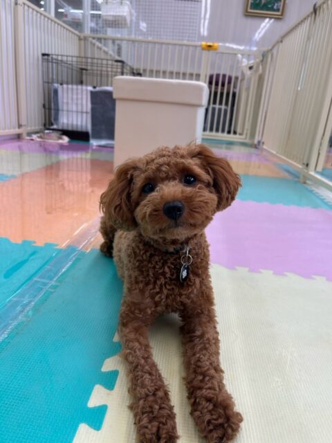 モカちゃん🐶
本日はププちゃんやのりまきちゃん、あんずちゃん達と走り回ったり、みんなで追いかけっこをしたりして楽しんでいました🤭

🐾🐶愛犬のお悩みご相談ください🐶🐾
@kenkohmura_official
 ↑フォロー待ってます↑

〒955-0091 新潟県三条市上須頃大割４２８−１
☎︎ 0256-35-2571
✉️ info@kenkohmura.jp
HP: https://kenkohmura.jp
LINE: https://lin.ee/7LIz5sb

#犬幸村#犬の幼稚園 #吠える、噛む #犬のしつけ #トイレ
トイプートイプー可愛いトイプー倶楽部トイプー可愛いすぎるトイプー大好き