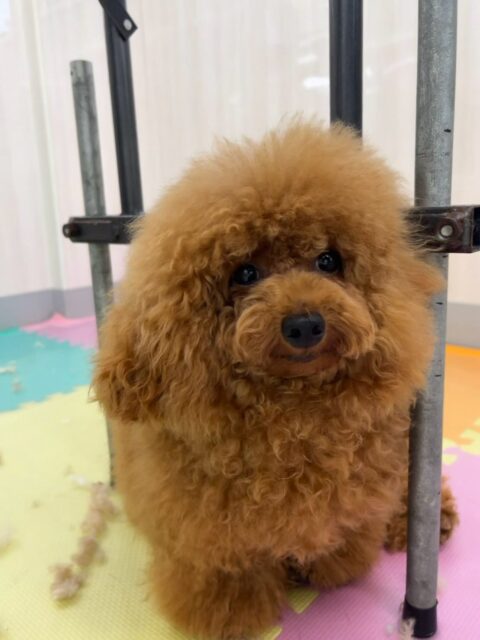 ププちゃん🐶
本日はあんずちゃんに気に入られたようであそぼー！！ともうアタックされていました🤭途中ブチギレたりしていましたが、最後はお友達になれたようです🤣

🐾🐶愛犬のお悩みご相談ください🐶🐾
@kenkohmura_official
 ↑フォロー待ってます↑

〒955-0091 新潟県三条市上須頃大割４２８−１
☎︎ 0256-35-2571
✉️ info@kenkohmura.jp
HP: https://kenkohmura.jp
LINE: https://lin.ee/7LIz5sb

#犬幸村#犬の幼稚園 #吠える、噛む #犬のしつけ #トイレ
トイプートイプー可愛いトイプー倶楽部トイプー可愛いすぎるトイプー大好き