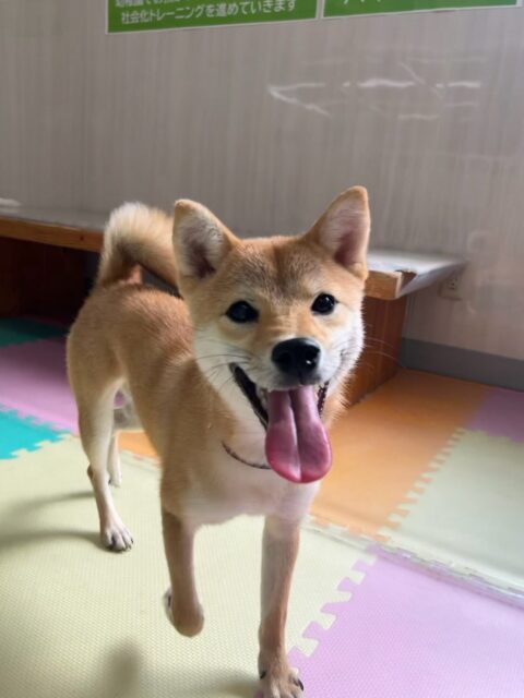 あんずちゃん🐶
本日も相変わらずの騒ぎっぷりでみんなを追いかけて、遊びを誘って怒られたり、激しすぎるワンプロを仕掛けあったりして遊んでいました👍

🐾🐶愛犬のお悩みご相談ください🐶🐾
@kenkohmura_official
 ↑フォロー待ってます↑

〒955-0091 新潟県三条市上須頃大割４２８−１
☎︎ 0256-35-2571
✉️ info@kenkohmura.jp
HP: https://kenkohmura.jp
LINE: https://lin.ee/7LIz5sb

#犬幸村#犬の幼稚園 #吠える、噛む #犬のしつけ #トイレ
柴犬柴犬可愛い柴犬大好き柴犬倶楽部柴犬可愛いすぎる