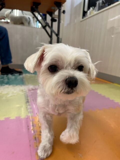 むぎちゃん🐶
本日は大吉ちゃんやのりまきちゃん、ペリーちゃん達にちょっかいを出されたりして過ごしていました🤭本人はあまり気にせずに大人な対応をしていました👍

🐾🐶愛犬のお悩みご相談ください🐶🐾
@kenkohmura_official
 ↑フォロー待ってます↑

〒955-0091 新潟県三条市上須頃大割４２８−１
☎︎ 0256-35-2571
✉️ info@kenkohmura.jp
HP: https://kenkohmura.jp
LINE: https://lin.ee/7LIz5sb

#犬幸村#犬の幼稚園 #吠える、噛む #犬のしつけ #トイレ
マルチーズマルチーズ可愛いマルチーズ倶楽部マルチーズ可愛いすぎる