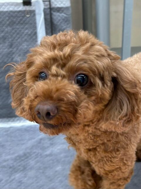もこちゃん🐶
本日は寅丸ちゃんや鶴丸達にかまってアピールをされたり、ニコペットのちびっ子達が園内を走り回りながら、遊びを誘われたりしてなんだよ‼️とブチギレていました🤣

🐾🐶愛犬のお悩みご相談ください🐶🐾
@kenkohmura_official
 ↑フォロー待ってます↑

〒955-0091 新潟県三条市上須頃大割４２８−１
☎︎ 0256-35-2571
✉️ info@kenkohmura.jp
HP: https://kenkohmura.jp
LINE: https://lin.ee/7LIz5sb

#犬幸村#犬の幼稚園 #吠える、噛む #犬のしつけ #トイレ
トイプートイプー可愛いトイプー倶楽部トイプー可愛いすぎるトイプー大好き