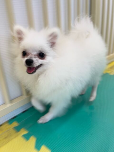 幼稚園体験に来てくれました🐶
とても楽しそうに走り回ったりみんなと仲良く遊んでいました☺️
🐾🐶愛犬のお悩みご相談ください🐶🐾
@kenkohmura_official
 ↑フォロー待ってます↑

〒955-0091 新潟県三条市上須頃大割４２８−１
☎︎ 0256-35-2571
✉️ info@kenkohmura.jp
HP: https://kenkohmura.jp
LINE: https://lin.ee/7LIz5sb

#犬幸村#犬の幼稚園 #吠える噛む #犬のしつけ #トイレ
 ポメラニアン ポメラニアン可愛い ポメラニアン大好き