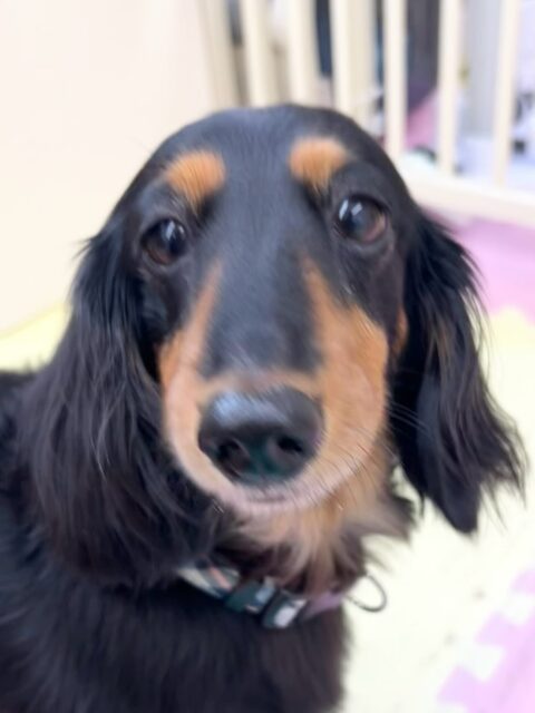 クッキーちゃん🐶
ニコペットにいる子達に遊びに誘われていたり、むくちゃんと挨拶していました😊
🐾🐶愛犬のお悩みご相談ください🐶🐾
@kenkohmura_official
 ↑フォロー待ってます↑

〒955-0091 新潟県三条市上須頃大割４２８−１
☎︎ 0256-35-2571
✉️ info@kenkohmura.jp
HP: https://kenkohmura.jp
LINE: https://lin.ee/7LIz5sb

#犬幸村#犬の幼稚園 #吠える噛む #犬のしつけ #トイレ
 ミニチュアダックスフンド ミニチュアダックスフンド可愛い ミニチュアダックスフンド大好き