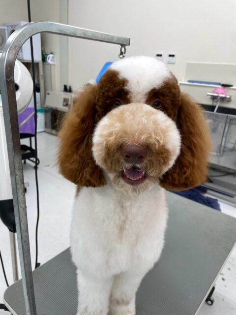 バロンちゃん🐶
仲良しの柴犬ちゃんと遊んだり、小乃輔ちゃんに叱られていたりしていました😄
お手入れやカット頑張っていました✂️
🐾🐶愛犬のお悩みご相談ください🐶🐾
@kenkohmura_official
 ↑フォロー待ってます↑

〒955-0091 新潟県三条市上須頃大割４２８−１
☎︎ 0256-35-2571
✉️ info@kenkohmura.jp
HP: https://kenkohmura.jp
LINE: https://lin.ee/7LIz5sb

#犬幸村#犬の幼稚園 #吠える噛む #犬のしつけ #トイレ
 スタンダードプードル スタンダードプードル可愛い スタンダードプードル大好き