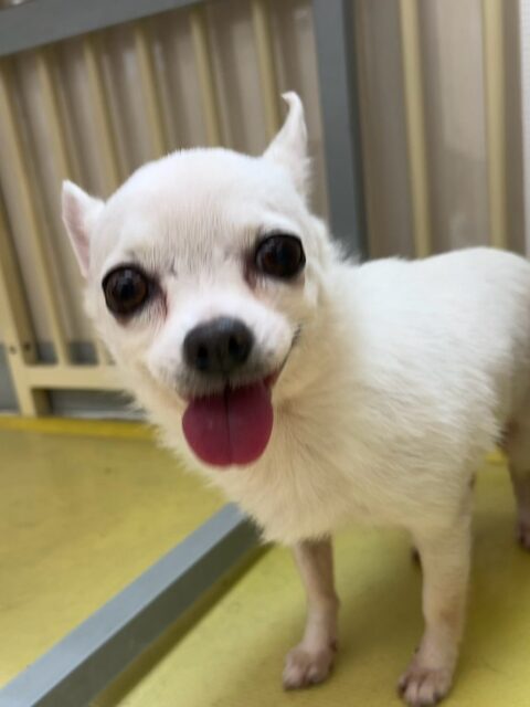 カプチーノちゃん＆こまめちゃん🐶
本日はカプチーノちゃんを呼ぶとこまめちゃんがついて来て、こまめちゃんを呼ぶとカプチーノちゃんがついてくるみたいです🤭

🐾🐶愛犬のお悩みご相談ください🐶🐾
@kenkohmura_official
 ↑フォロー待ってます↑

〒955-0091 新潟県三条市上須頃大割４２８−１
☎︎ 0256-35-2571
✉️ info@kenkohmura.jp
HP: https://kenkohmura.jp
LINE: https://lin.ee/7LIz5sb

#犬幸村#犬の幼稚園 #吠える、噛む #犬のしつけ #トイレ
チワワチワワ可愛いチワワ可愛いすぎるチワワ倶楽部