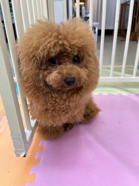 ププちゃん🐶
本日はニコペットのちびっ子達とワンプロを仕掛けあったり、みんなで仲良く走り回ったりして非常に楽しそうに過ごしていました👍

🐾🐶愛犬のお悩みご相談ください🐶🐾
@kenkohmura_official
 ↑フォロー待ってます↑

〒955-0091 新潟県三条市上須頃大割４２８−１
☎︎ 0256-35-2571
✉️ info@kenkohmura.jp
HP: https://kenkohmura.jp
LINE: https://lin.ee/7LIz5sb

#犬幸村#犬の幼稚園 #吠える、噛む #犬のしつけ #トイレ
トイプートイプー可愛いトイプー倶楽部トイプー可愛いすぎるトイプー大好き