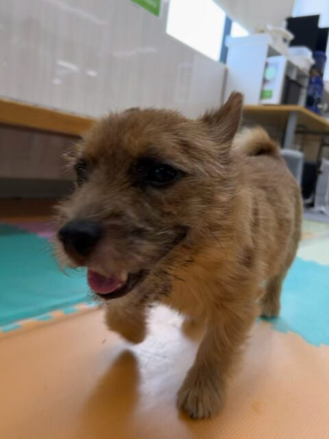 本日の鶴丸🐶
本日は寅丸ちゃんと楽しく遊んだり、遊びの駆け引きを楽しんでいました🤭
丸丸コンビで楽しませてもらいました👏

🐾🐶愛犬のお悩みご相談ください🐶🐾
@kenkohmura_official
 ↑フォロー待ってます↑

〒955-0091 新潟県三条市上須頃大割４２８−１
☎︎ 0256-35-2571
✉️ info@kenkohmura.jp
HP: https://kenkohmura.jp
LINE: https://lin.ee/7LIz5sb

#犬幸村#犬の幼稚園 #吠える、噛む #犬のしつけ #トイレ
ノーリッチテリアノーリッチテリア可愛いノーリッチテリア大好きノーリッチテリア倶楽部ノーリッチテリア可愛いすぎる
