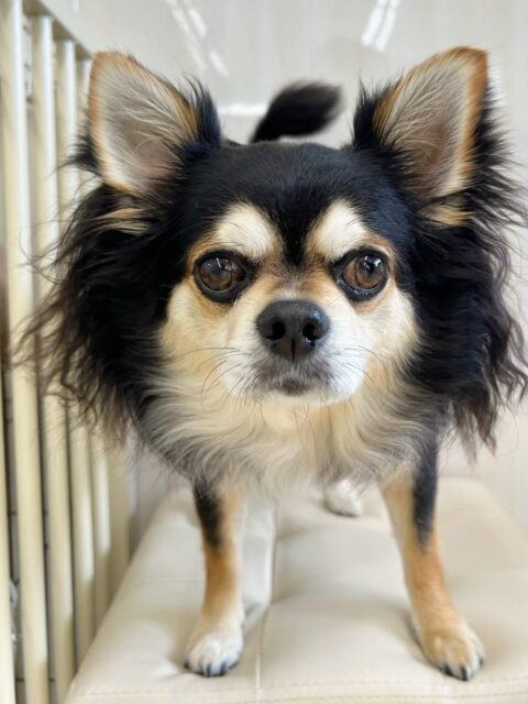 ゴロー丸ちゃん🐶
今日はむくちゃんと挨拶をしたり、お店の小さい子達の匂いを嗅いだりしていました😊
園内で椅子の上にいる際にお耳の毛を三つ編みにしてもらいおしゃれさんになっていました😆
お散歩ではニコペットのスタッフさんと上手に歩けていました👏

🐾🐶愛犬のお悩みご相談ください🐶🐾
@kenkohmura_official
 ↑フォロー待ってます↑

〒955-0091 新潟県三条市上須頃大割４２８−１
☎︎ 0256-35-2571
✉️ info@kenkohmura.jp
HP: https://kenkohmura.jp
LINE: https://lin.ee/7LIz5sb

#犬幸村#犬の幼稚園 #吠える、噛む #犬のしつけ #トイレ
チワワ　ちわわ　チワワだいすき
