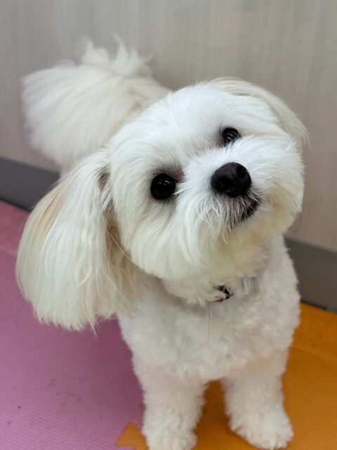 むくちゃん🐶
大好きなベンに構って〜とお腹出してアピールしていました😆
ゴロー丸ちゃんと近くでまったり過ごしていたりもしていました✨️
🐾🐶愛犬のお悩みご相談ください🐶🐾
@kenkohmura_official
 ↑フォロー待ってます↑

〒955-0091 新潟県三条市上須頃大割４２８−１
☎︎ 0256-35-2571
✉️ info@kenkohmura.jp
HP: https://kenkohmura.jp
LINE: https://lin.ee/7LIz5sb

#犬幸村#犬の幼稚園 #吠える噛む #犬のしつけ #トイレ
 ミックス犬 ミックス犬可愛い ミックス犬大好き