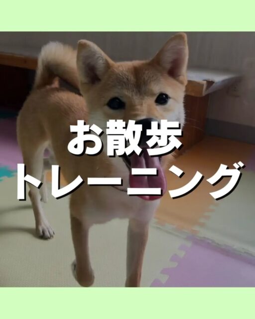 お散歩トレーニング講習会🐶
10/17(土)12時〜13時半にミズベリング三条にて
お散歩トレーニング講習会を開催します😆
こんなお悩みありませんか?
引っ張りが強い
拾い食いが気になる
他の子や人に吠えてしまう⋯
お気軽にお問い合わせください💁
🐾🐶愛犬のお悩みご相談ください🐶🐾
@kenkohmura_official
↑フォロー待ってます↑
〒955-0091 新潟県三条市上須頃大割428−1
☎︎ 0256-35-2571
✉️ info@kenkohmura.jp
HP: https://kenkohmura.jp
LINE: https://lin.ee/7LIz5sb
#犬幸村#犬の幼稚園 #吠える、噛む #犬のしつけ #トイレ お散歩トレーニング