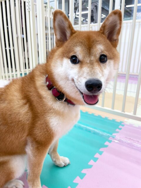 つくしちゃん🐶
今日はやん丸と一緒に撫でられ待ちをしたり、園内を探検したりしていました😊
「なでてー!」とにこにこ笑顔で近づいてくる姿が可愛かったです💗
🐾🐶愛犬のお悩みご相談ください🐶🐾
@kenkohmura_official
↑フォロー待ってます↑
〒955-0091 新潟県三条市上須頃大割428−1
☎︎ 0256-35-2571
✉️ info@kenkohmura.jp
HP: https://kenkohmura.jp
LINE: https://lin.ee/7LIz5sb
#犬幸村#犬の幼稚園 #吠える、噛む #犬のしつけ #トイレ
柴犬 柴 しば