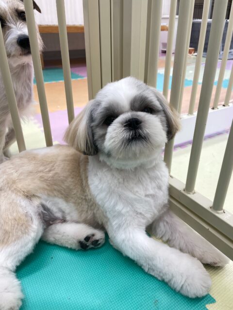マルちゃん🐶
今日はももちゃんと追いかけっこやプロレスごっこをして楽しそうに過ごしていました😊
シャンプー後のドライヤーではとてもリラックスして乾かさせてくれました👏
🐾🐶愛犬のお悩みご相談ください🐶🐾
@kenkohmura_official
↑フォロー待ってます↑
〒955-0091 新潟県三条市上須頃大割428−1
☎︎ 0256-35-2571
✉️ info@kenkohmura.jp
HP: https://kenkohmura.jp
LINE: https://lin.ee/7LIz5sb
#犬幸村#犬の幼稚園 #吠える、噛む #犬のしつけ #トイレ
シーズー しーずー シーズー大好き