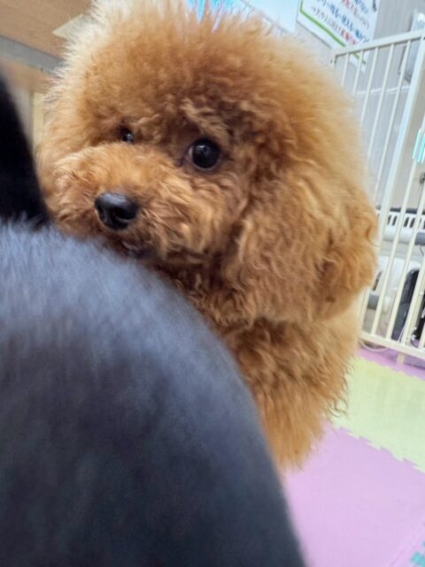 ププちゃん🐶
今日はももちゃんのことが気に入ったようでずっと追いかけていました😆
ももちゃんとプロレスごっこをしたりしてとても嬉しそうでした😊
🐾🐶愛犬のお悩みご相談ください🐶🐾
@kenkohmura_official
↑フォロー待ってます↑
〒955-0091 新潟県三条市上須頃大割428−1
☎︎ 0256-35-2571
✉️ info@kenkohmura.jp
HP: https://kenkohmura.jp
LINE: https://lin.ee/7LIz5sb
#犬幸村#犬の幼稚園 #吠える、噛む #犬のしつけ #トイレ
トイプードル トイプー といぷー