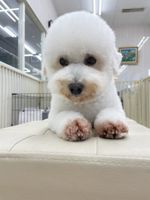 よもぎちゃん🐶
今日はベンやももちゃんから熱烈な挨拶をされたり、自分からマルちゃんの匂いを嗅いだりしていました😊
お散歩もいつも通りとても上手でした👏
🐾🐶愛犬のお悩みご相談ください🐶🐾
@kenkohmura_official
↑フォロー待ってます↑
〒955-0091 新潟県三条市上須頃大割428−1
☎︎ 0256-35-2571
✉️ info@kenkohmura.jp
HP: https://kenkohmura.jp
LINE: https://lin.ee/7LIz5sb
#犬幸村#犬の幼稚園 #吠える、噛む #犬のしつけ #トイレ
ミックス犬 mix犬 ミックス犬大好き