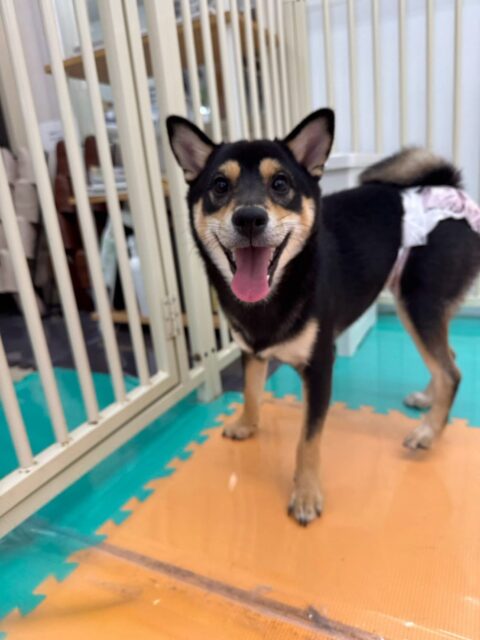 ももちゃん🐶
今日はやん丸と挨拶したり、マルちゃんやププちゃんと追いかけっこやプロレスごっこをして楽しそうでした😆
お散歩では色んなものに興味津々で少し引っ張りがありましたが上手に歩けている場面もありました👏
🐾🐶愛犬のお悩みご相談ください🐶🐾
@kenkohmura_official
↑フォロー待ってます↑
〒955-0091 新潟県三条市上須頃大割428−1
☎︎ 0256-35-2571
✉️ info@kenkohmura.jp
HP: https://kenkohmura.jp
LINE: https://lin.ee/7LIz5sb
#犬幸村#犬の幼稚園 #吠える、噛む #犬のしつけ #トイレ
豆柴 まめしば まめ柴