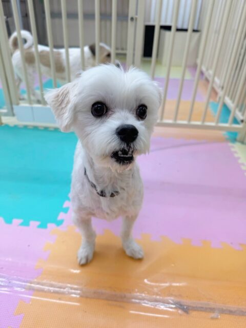 幼稚園体験に来てくれました🐶
最初は少し緊張しているようでしたが園内の匂いを嗅いだり、スタッフに甘えたりしてくれました😊
マルちゃんに遊びや追いかけっこに誘われていましたが少し緊張しているようでした😆
これから少しずつ慣れていきましょう✨
🐾🐶愛犬のお悩みご相談ください🐶🐾
@kenkohmura_official
↑フォロー待ってます↑
〒955-0091 新潟県三条市上須頃大割428−1
☎︎ 0256-35-2571
✉️ info@kenkohmura.jp
HP: https://kenkohmura.jp
LINE: https://lin.ee/7LIz5sb
#犬幸村#犬の幼稚園 #吠える、噛む #犬のしつけ #トイレ
マルチーズ まるちーず マルチーズだいすき